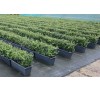 Падуб городчатый Грин Хедж  (Green Hedge) С2
